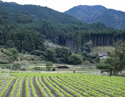山の木の買い取り