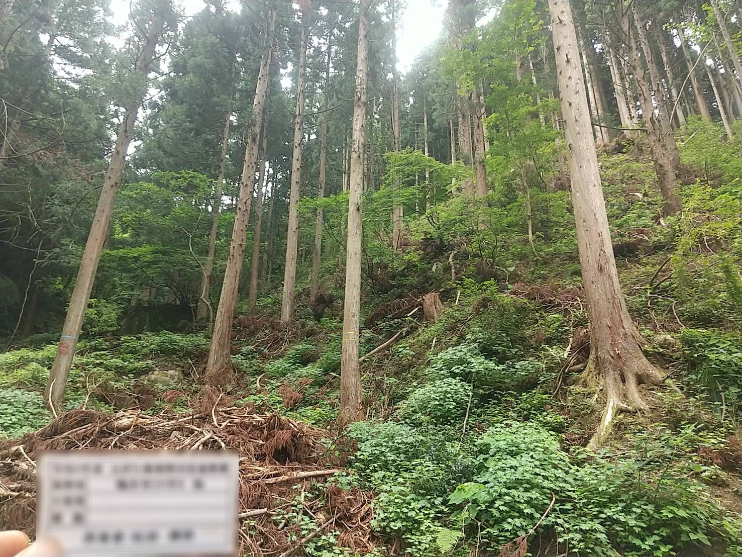 福井市美山町下吉山 利用間伐